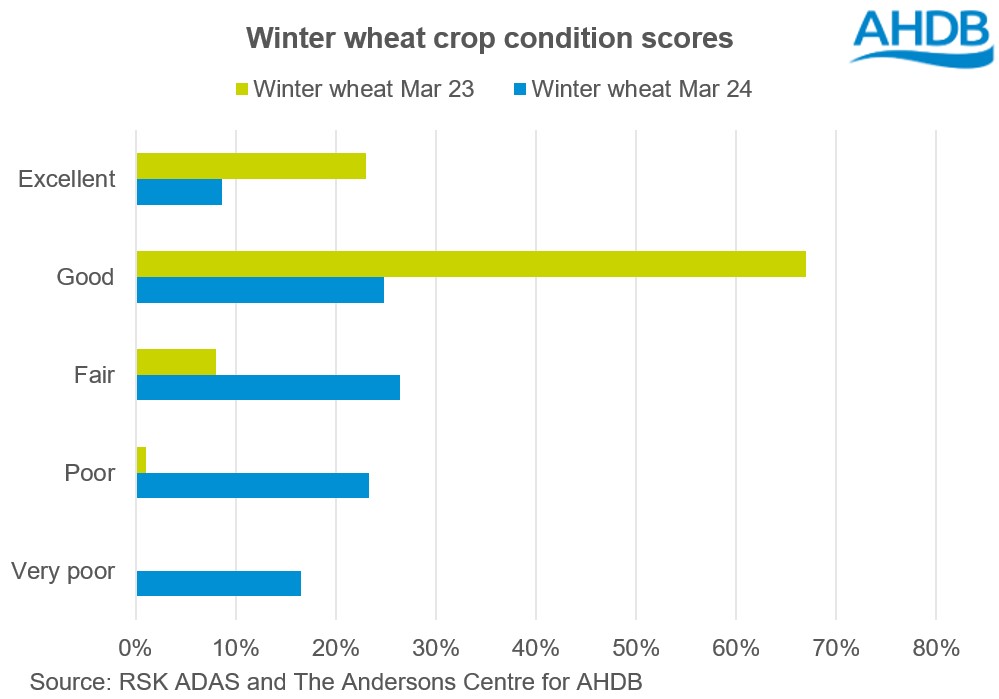 Chart showing winter wheat crop condtion scores as of March 2024